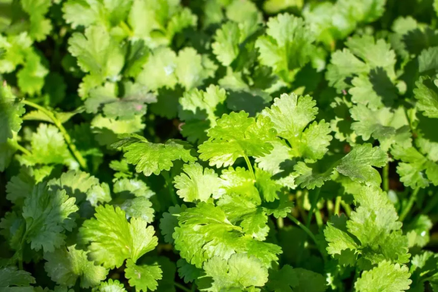 Beneficios del cilantro: salud y propiedades nutritivas