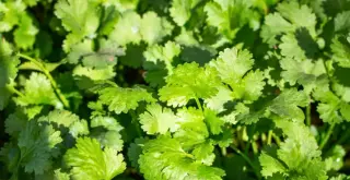 Beneficios del cilantro: salud y propiedades nutritivas