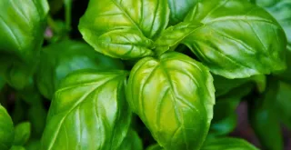 Benefits and Uses of Basil for Your Health and Cooking