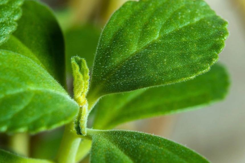 Beneficios y usos del boldo para la salud y bienestar