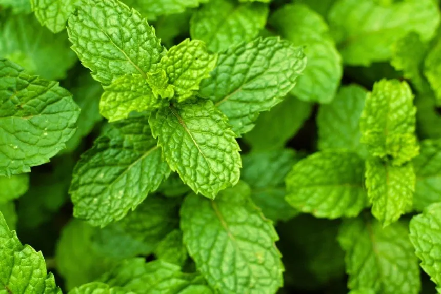 How to keep fresh mint leaves for a longer time.