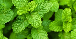 How to keep fresh mint leaves for a longer time.