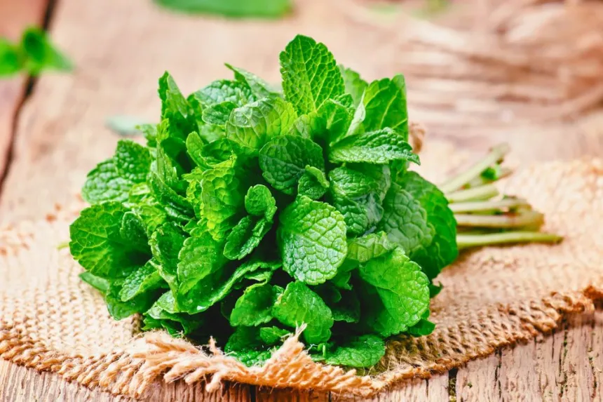 How to keep fresh mint longer at home.