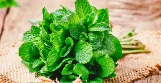 How to keep fresh mint longer at home.