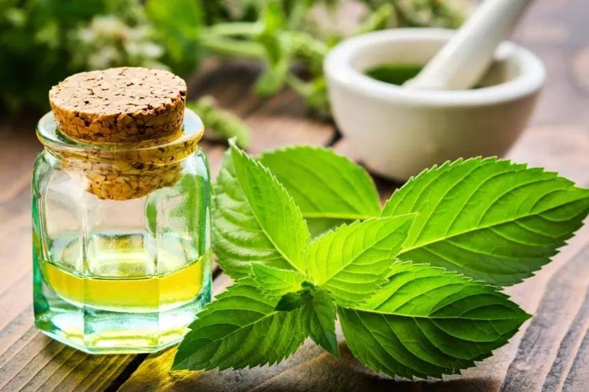 How to extract essential oils from mint leaves.