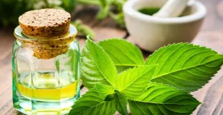 How to extract essential oils from mint leaves.