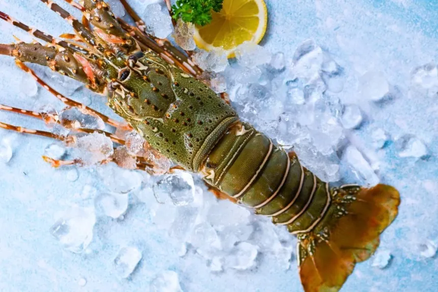 How to keep a lobster alive and fresh at home.