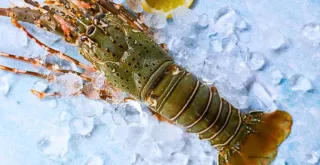 How to keep a lobster alive and fresh at home.