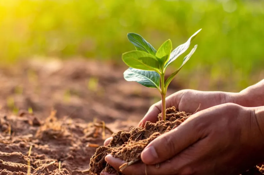 Importancia de las plantas en nuestra alimentación y salud