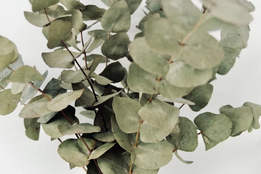 The Wonderful Properties of Eucalyptus