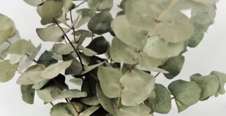 The Wonderful Properties of Eucalyptus