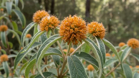 Matico: medicinal properties, uses, and preparation for your health