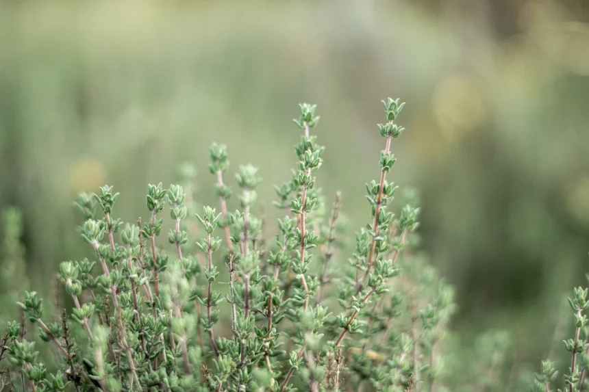 Hidden Benefits of Thyme Properties