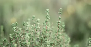 Hidden Benefits of Thyme Properties