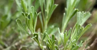 Properties and Benefits of Wormwood for Health