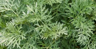 Propiedades y usos del ajenjo en la medicina natural