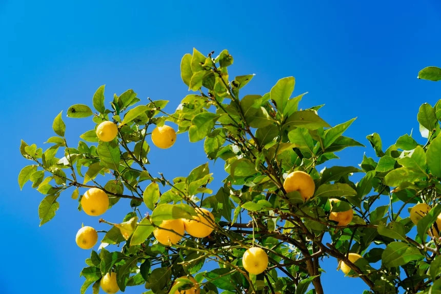 Surprising Properties of Lemon: Much More than a Citrus!