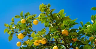 Surprising Properties of Lemon: Much More than a Citrus!