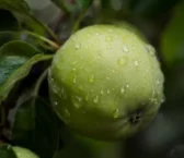 Rezept von Getränk mit grünem Apfel
