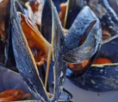 Recipe of Creamed mussels