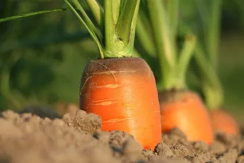 Receta de Bizcocho de zanahoria y avena