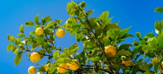 Überraschende Eigenschaften von Zitrone: Viel mehr als nur eine Zitrusfrucht!