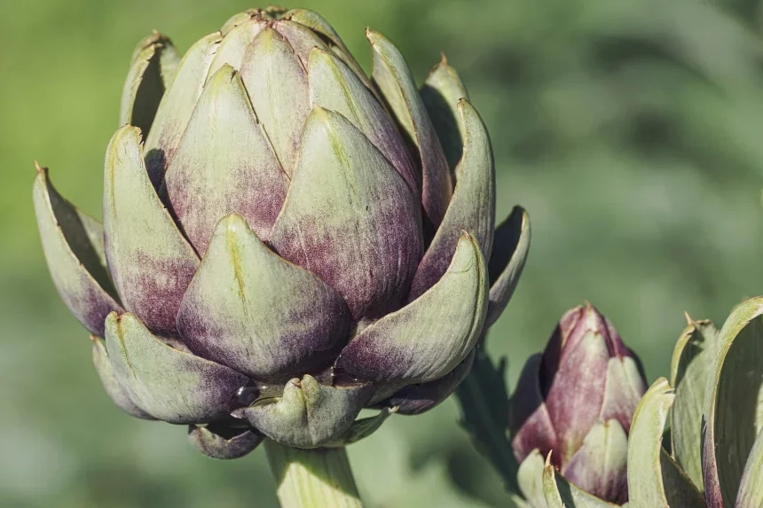 Recipe of Entry artichokes