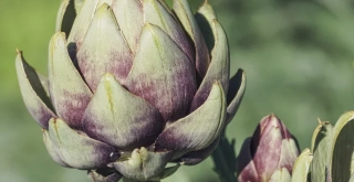 Recipe of Entry artichokes