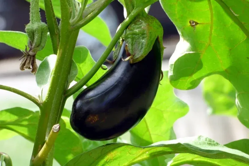 Recipe of Aubergines au gratin in an air fryer