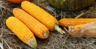 Recipe of Cachapa venezolana