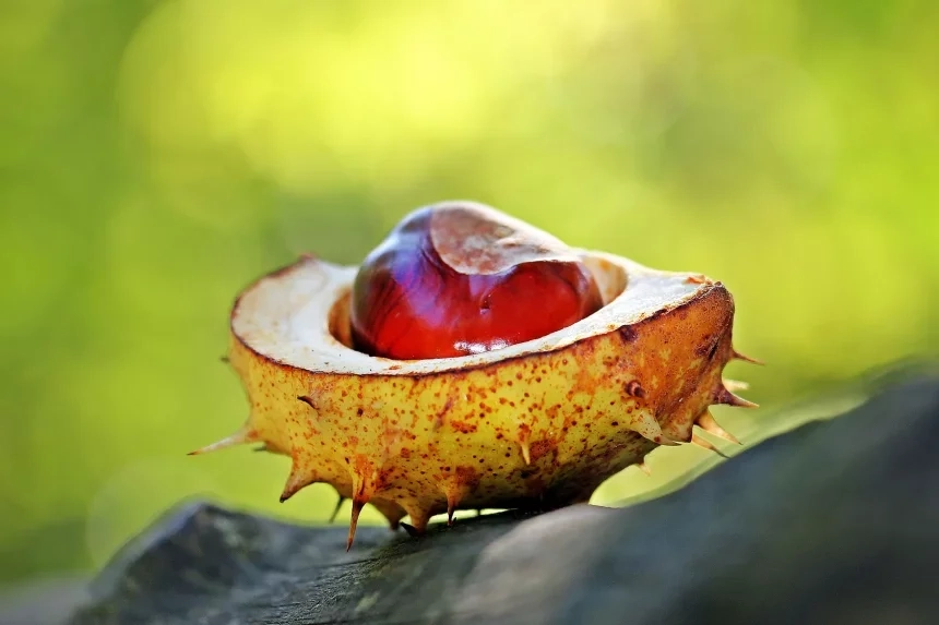 Recipe of Boiled chestnuts