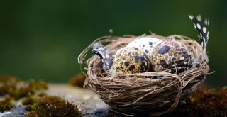 Receta de Codornices escabechadas en olla de cocción lenta crock pot