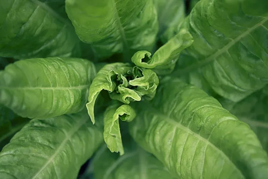 Recipe of Chard salad