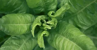 Recipe of Chard salad