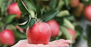 Receta de Frutillas cocidas.