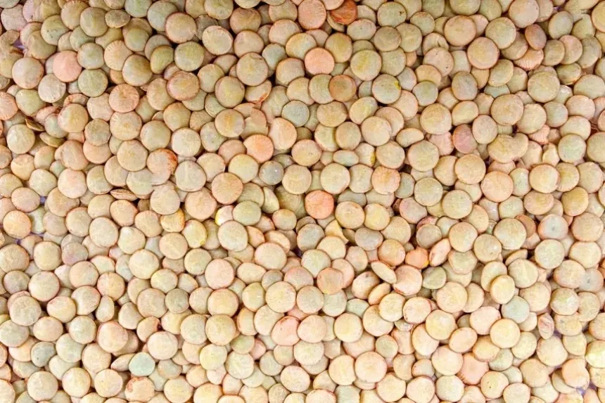 Recipe of Vegan or widowed lentils