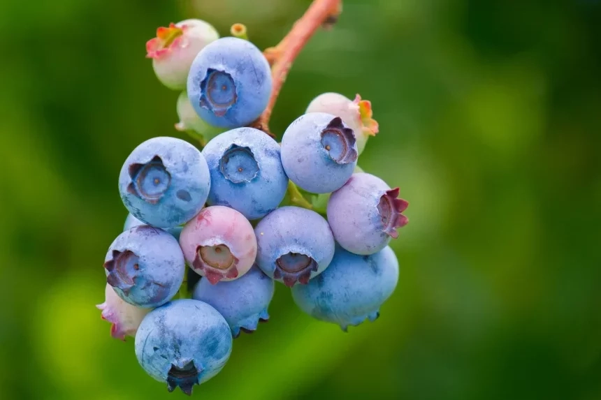 Recipe of Hake with onions and blueberries