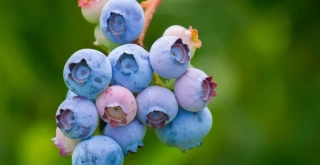 Recipe of Hake with onions and blueberries