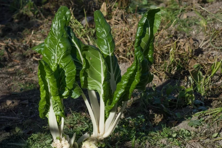 Recipe of Chard pancake