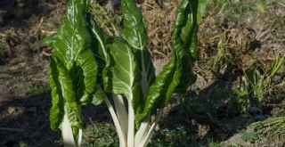 Recipe of Chard pancake