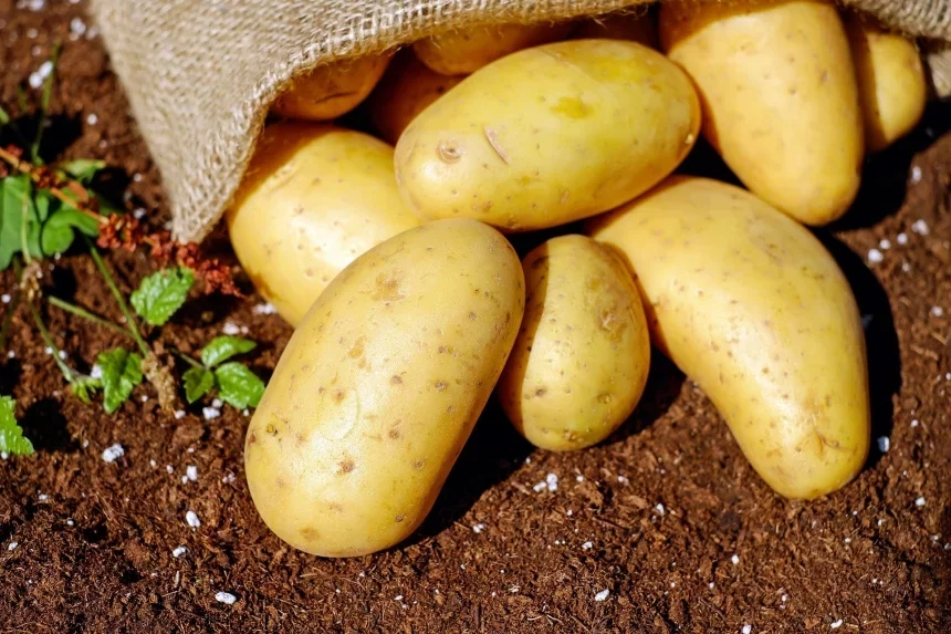 Receta de Papas campesina