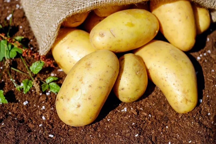 Recipe of Peasant potatoes