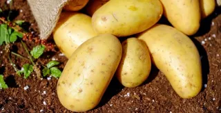 Recipe of Peasant potatoes