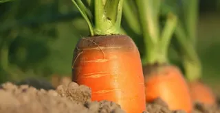 Recipe of Vegan roasted carrot and peanut butter pâté