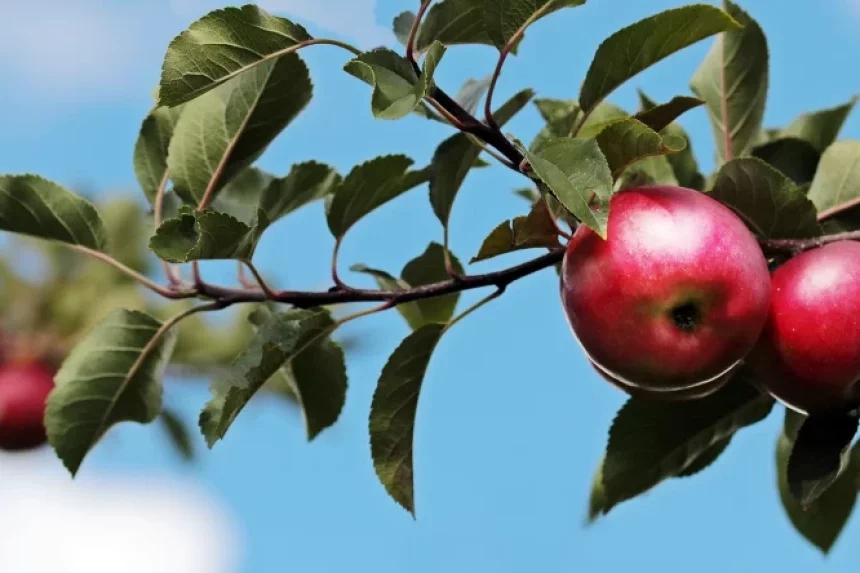 Receta de Queque de manzana