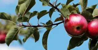 Recipe of Apple cake