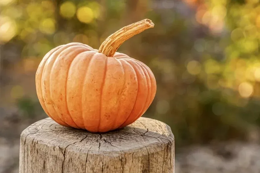 Recipe of Pumpkin, Gorgonzola and Walnut Quiche