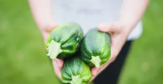 Recipe of Zucchini rolls