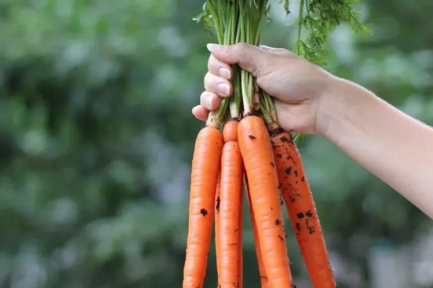 Recipe of Mery sauce with green carrot leaves.