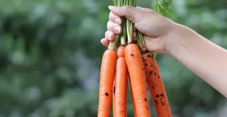 Recipe of Mery sauce with green carrot leaves.